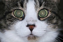 貓,眼睛,盯著