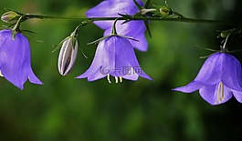 花,藍色,自然