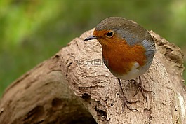 罗宾,erithacus rubecula,鸟