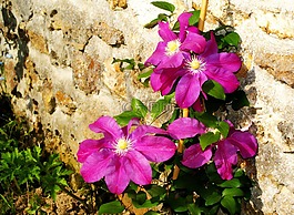 鮮花,西番蓮,紫色