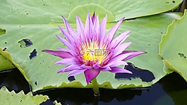 池塘,蓮花,自來水廠