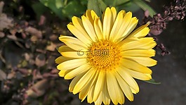 自然,植物區(qū)系,花