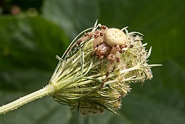 花,蜘蛛,宏