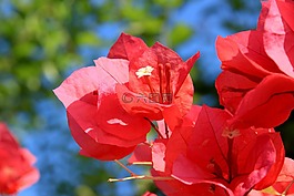 开花,花,布什