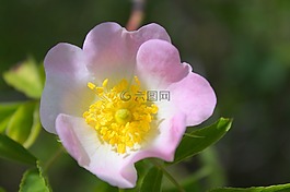 花,粉色,夏季花卉
