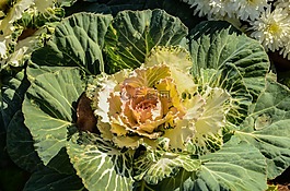 白菜花,花园,绿色