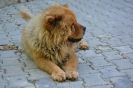 松狮犬,西藏狮子,狗