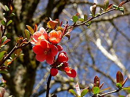 開(kāi)花,粉紅色,春天