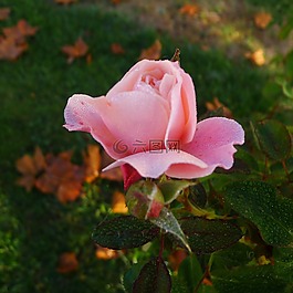 花的,玫瑰,法国