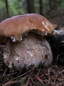 菌,秋,性質(zhì)