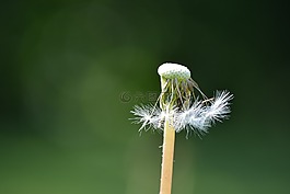 蒲公英,överblommad,过去的
