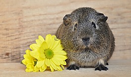 豚鼠,光滑的頭發(fā),lemonagouti