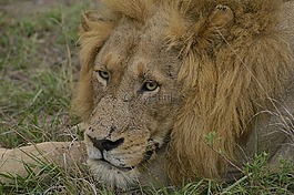 獅子,野生動物,野生動物園