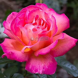 花,盛開,花瓣