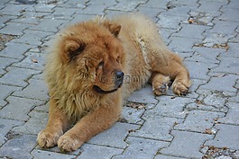 松狮犬,西藏狮子,狗