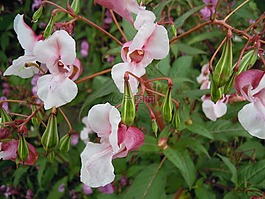 印度 spingkraut,花,性质