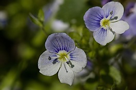 鮮花,小,白