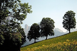树,石灰石阿尔卑斯山,steinernes meer