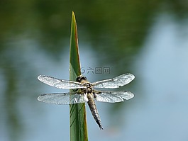 蜻蜓,綠色,昆蟲