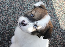 狗,小狗,寵物