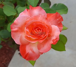 玫瑰,brigadoon,盛开