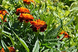 万寿菊,夏季,花床