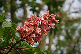 春,開花,七葉樹