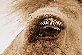 眼,馬眼,頭