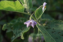花,紫色,葉