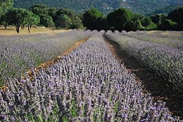 熏衣草,花,香水