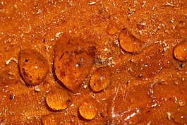 樹(shù)脂,瀝青,樹(shù)修剪