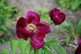 牡丹,春,花