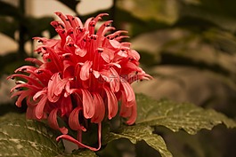 花,紅色,花園