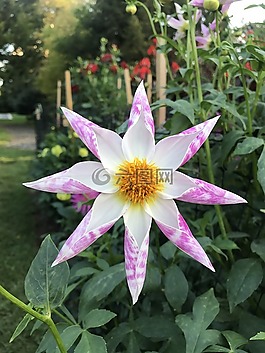 花,開放,花瓣