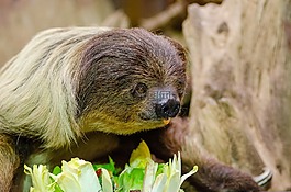 懶unaus,吃,動物園
