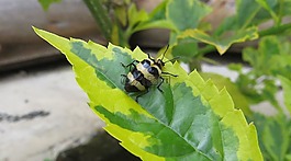 宏,昆蟲,cucarron