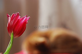 郁金香,貓,紅色
