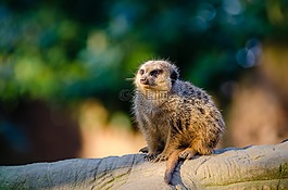 猫鼬,suricate,哺乳动物