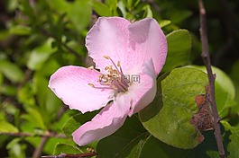 花,粉色,性質(zhì)