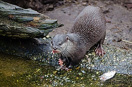 海獅,otariid,海洋哺乳動物