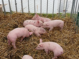 豬,養殖,動物