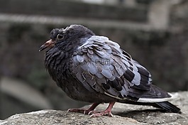 鳥,鴿子,生病的鳥