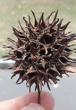 liquidambar,植物,liquidambar styraciflua