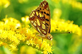 蝴蝶,buterfly,夏天