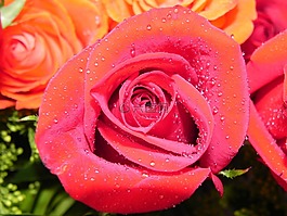 紅玫瑰,性質,花