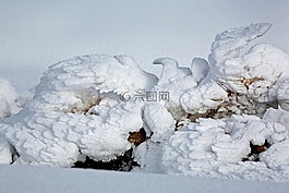 雪圖,鴿子,翅膀