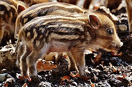 野豬,launchy,wildpark 地點(diǎn)