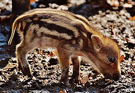 野豬,launchy,wildpark 地點(diǎn)