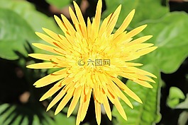 花卉,性質(zhì),宏