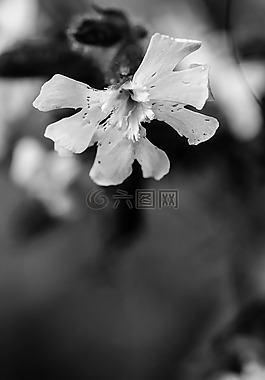 鮮花,野生花卉,夏天花